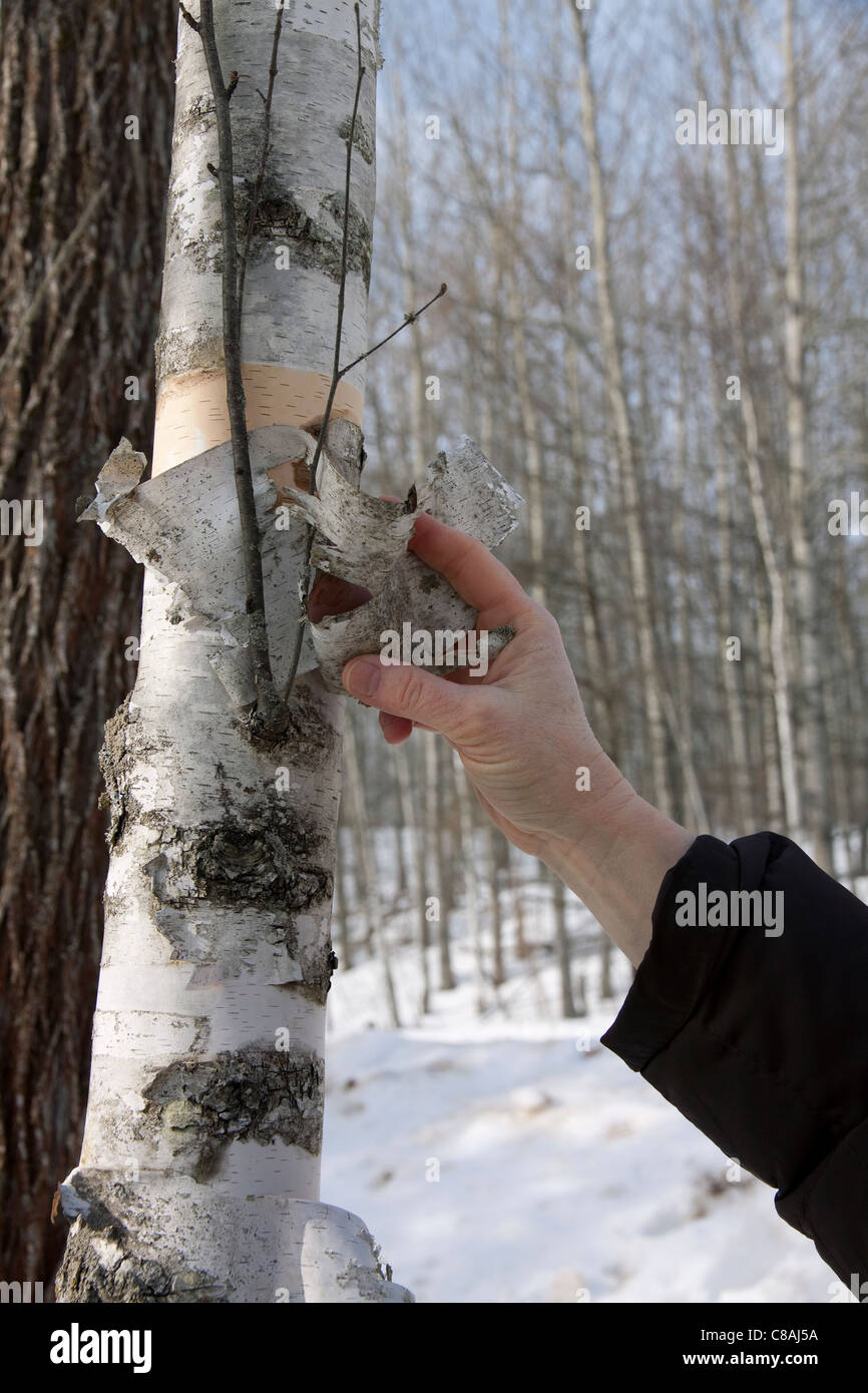Person peeling bark from White Birch Tree Betula papyrifera Michigan