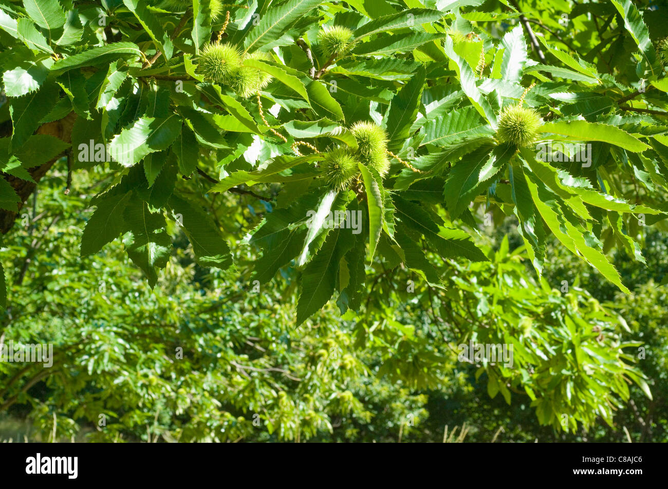 Chestnuts on the tree Stock Photo Alamy