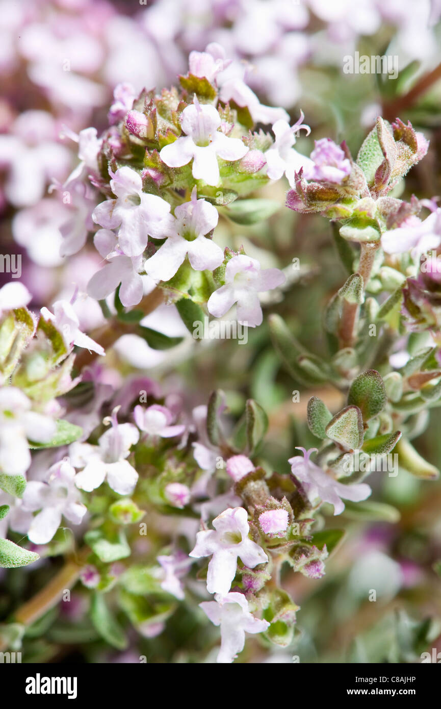 Fresh thyme in flower Stock Photo Alamy