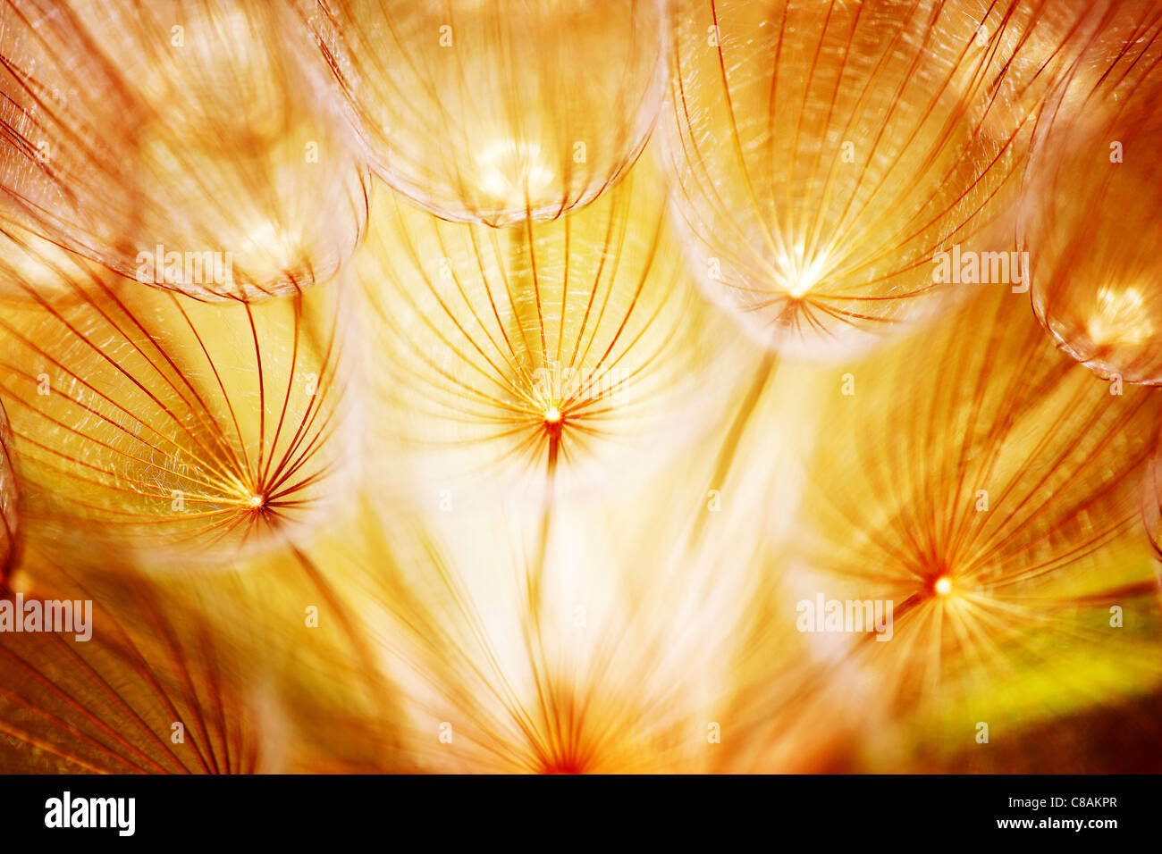 Soft dandelion flower, extreme closeup, abstract spring nature background Stock Photo