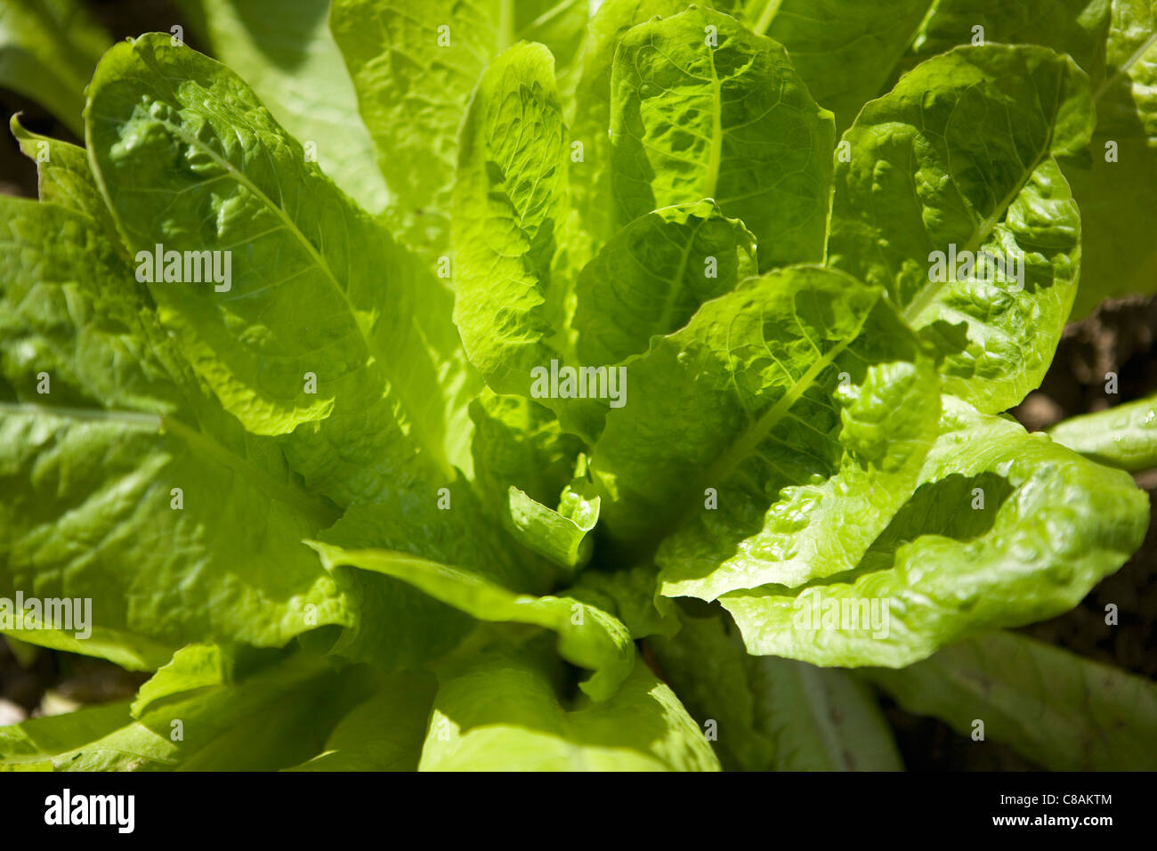 Heart of a lettuce Stock Photo Alamy