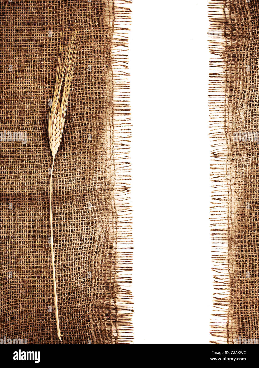 Wheat border, canvas frame with blank white text space, harvest time