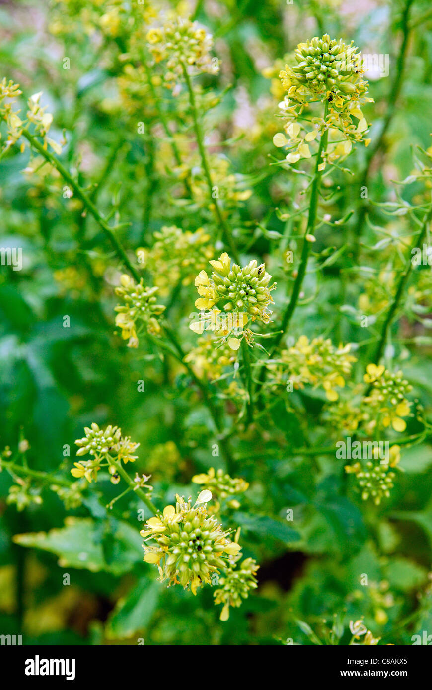 White mustard plants Stock Photo