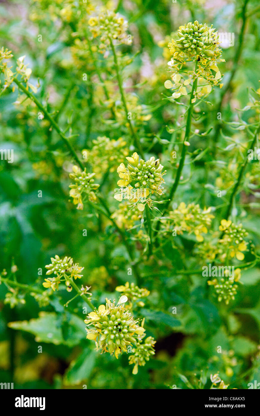 White mustard plants Stock Photo - Alamy