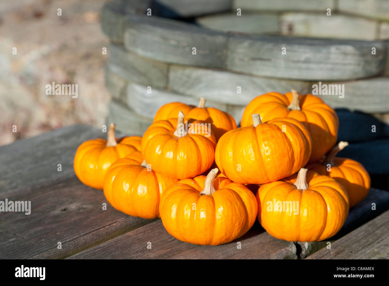 Miniature decorative pumpkins Stock Photo
