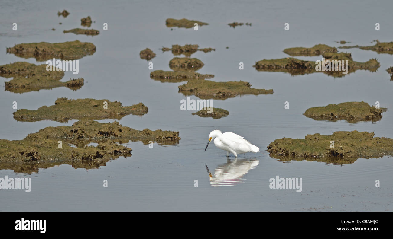 A snowy Egret at the Bolsa Chica Reserve in California Stock Photo Alamy