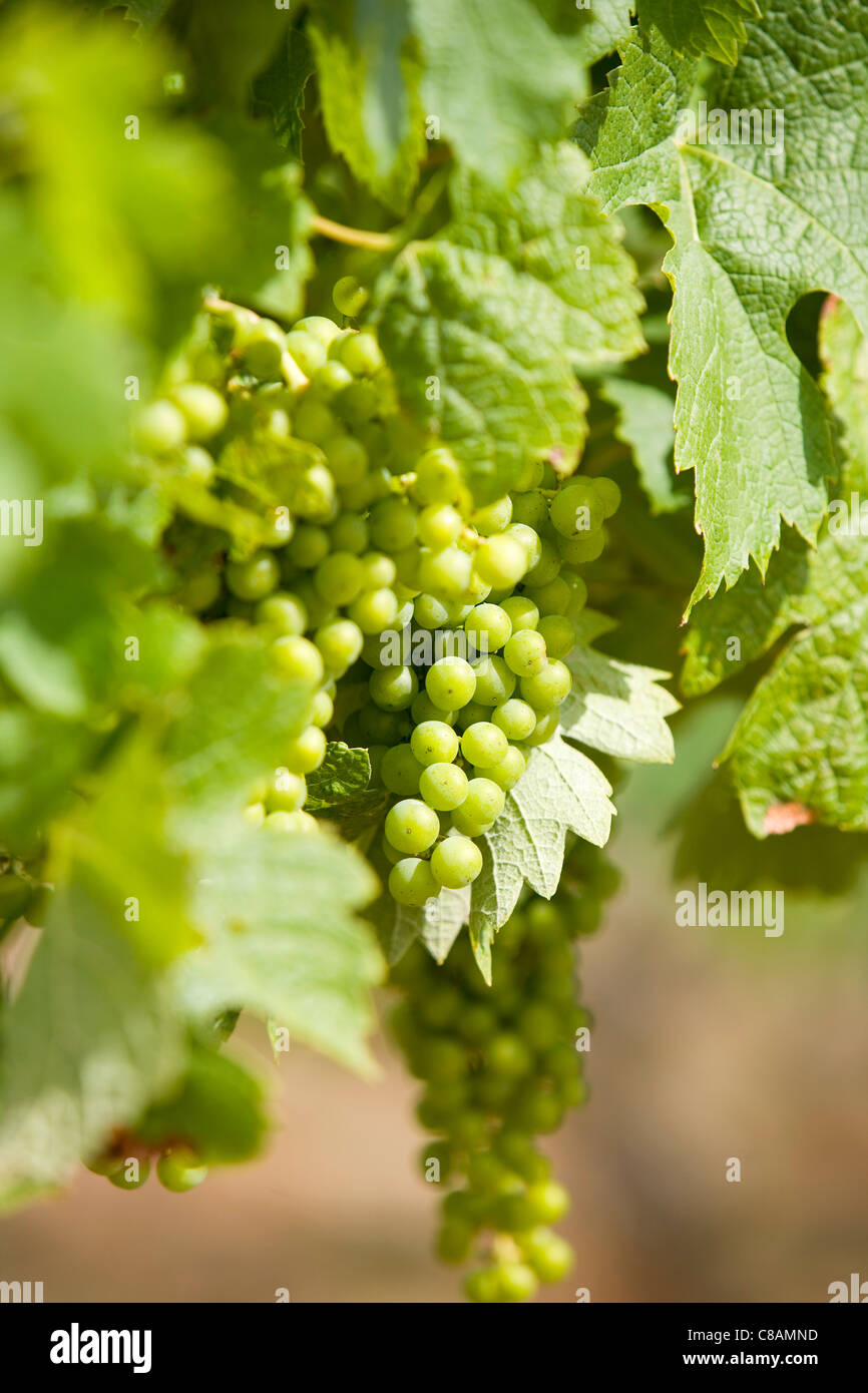Bunch of grapes on the vine Stock Photo Alamy