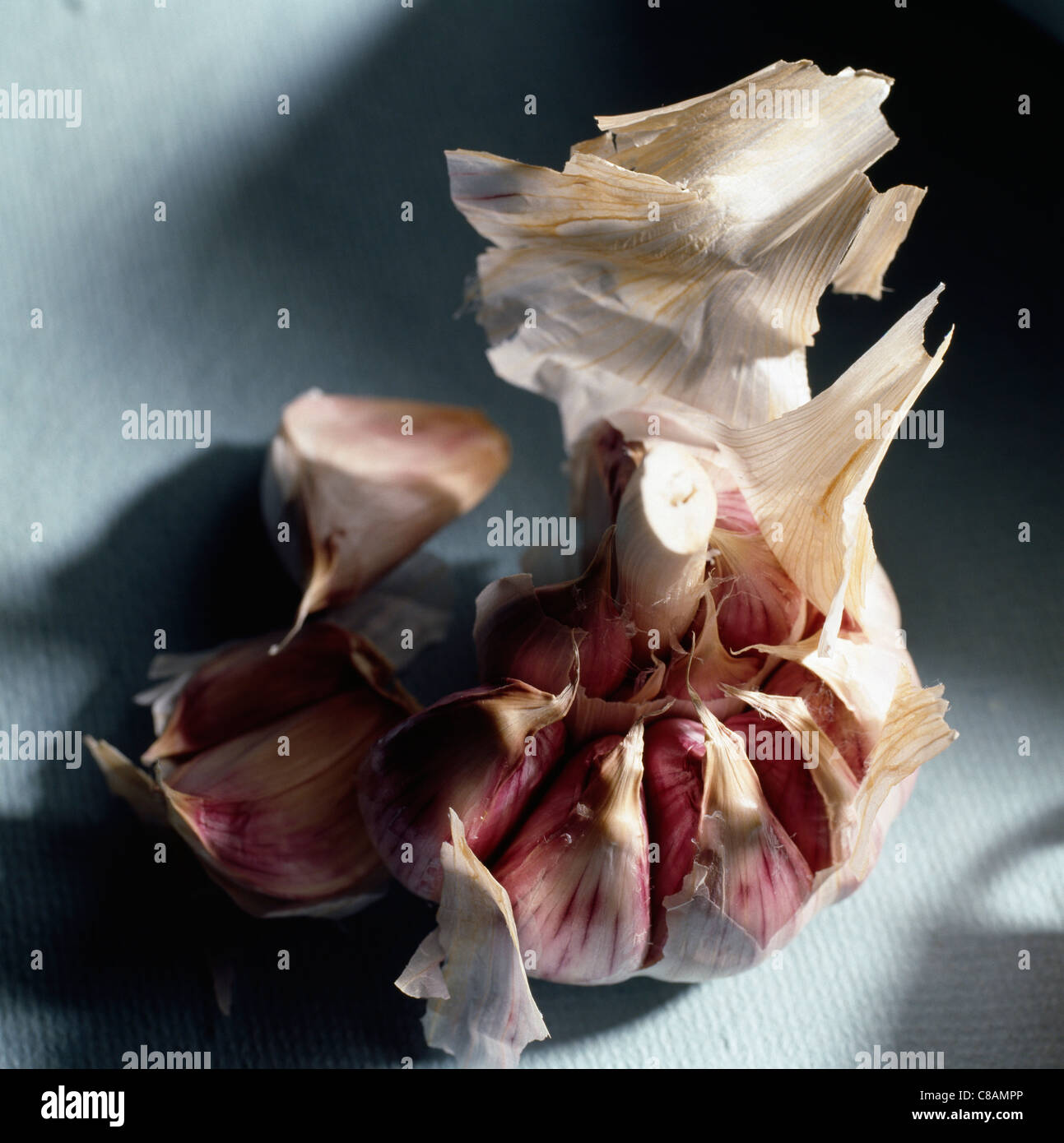 Pink garlic from Lautrec Stock Photo Alamy