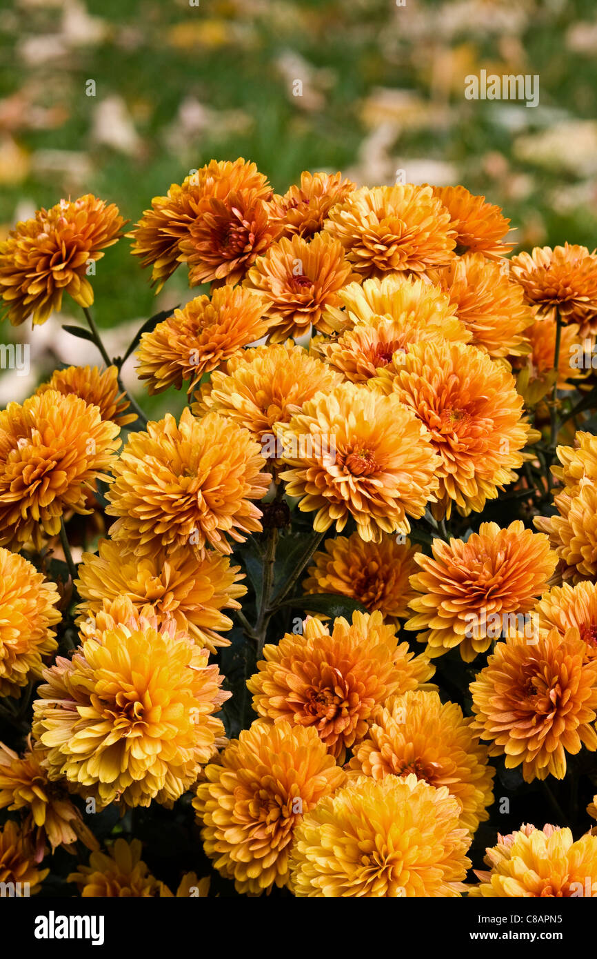 Perennial flowering plant chrysanthemum hires stock photography and