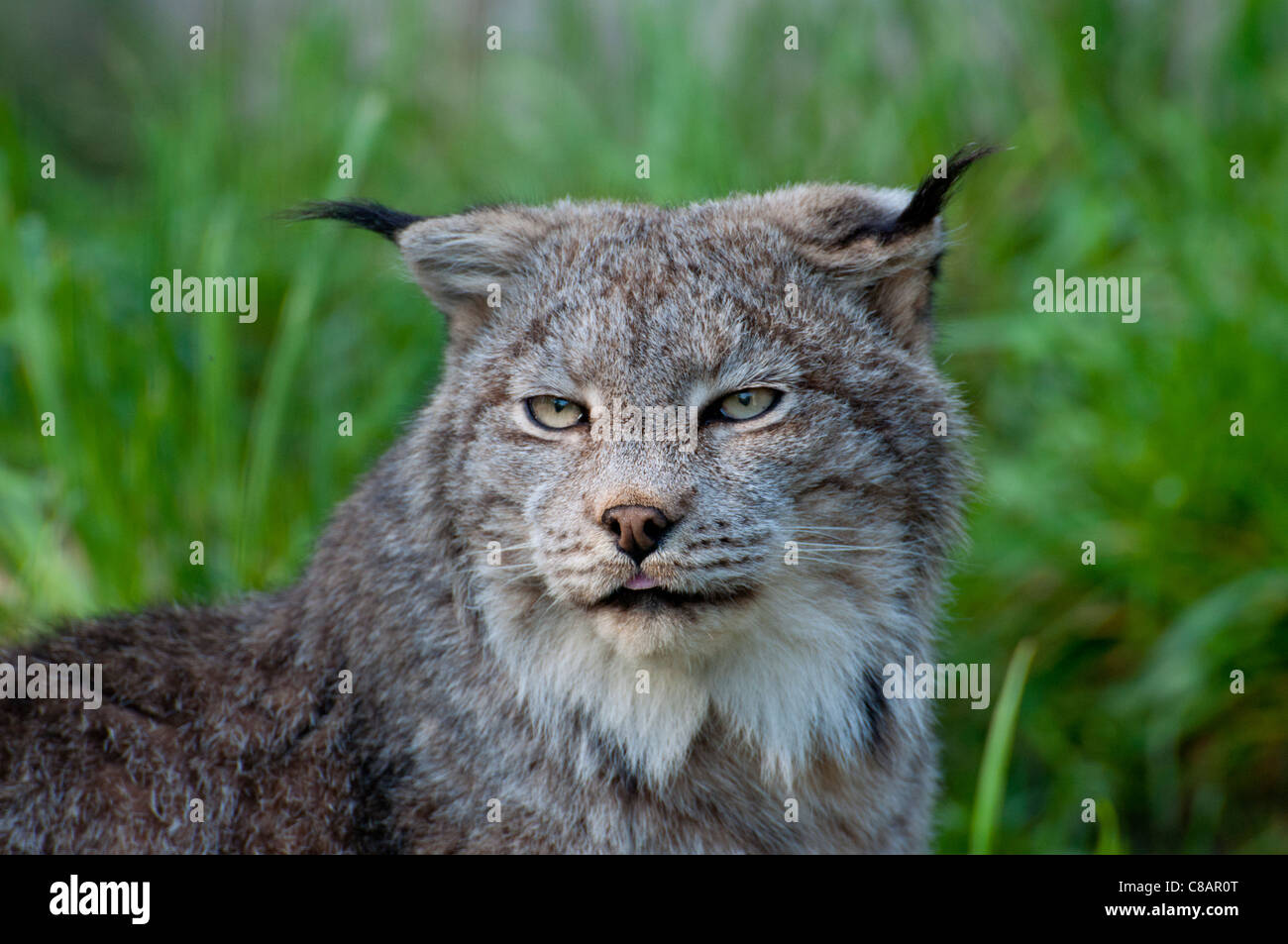 Close-up of a Canadian Lynx. Stock Photo