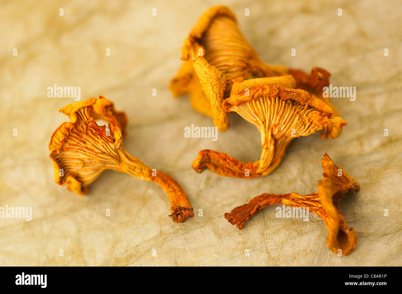 Chanterelles and Porcini Mushrooms in the Dehydrator Stock Photo