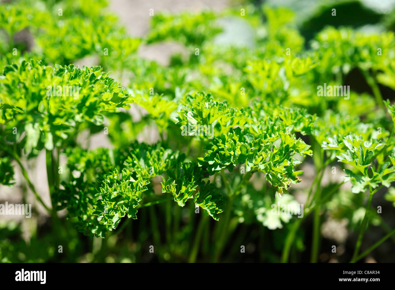 Curly parsley hires stock photography and images Alamy