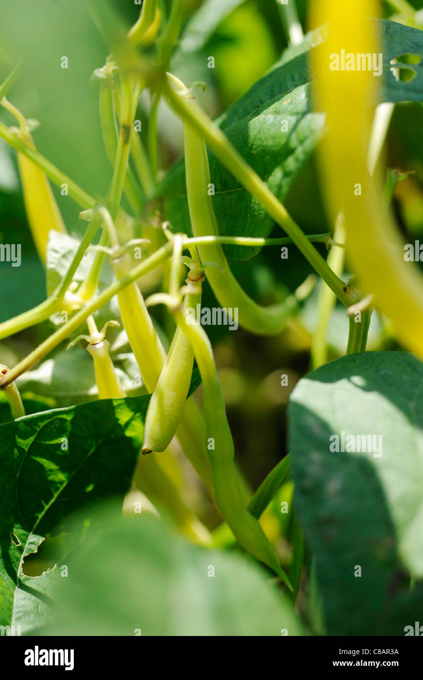 Green beans growing in the vegetable garden Stock Photo - Alamy