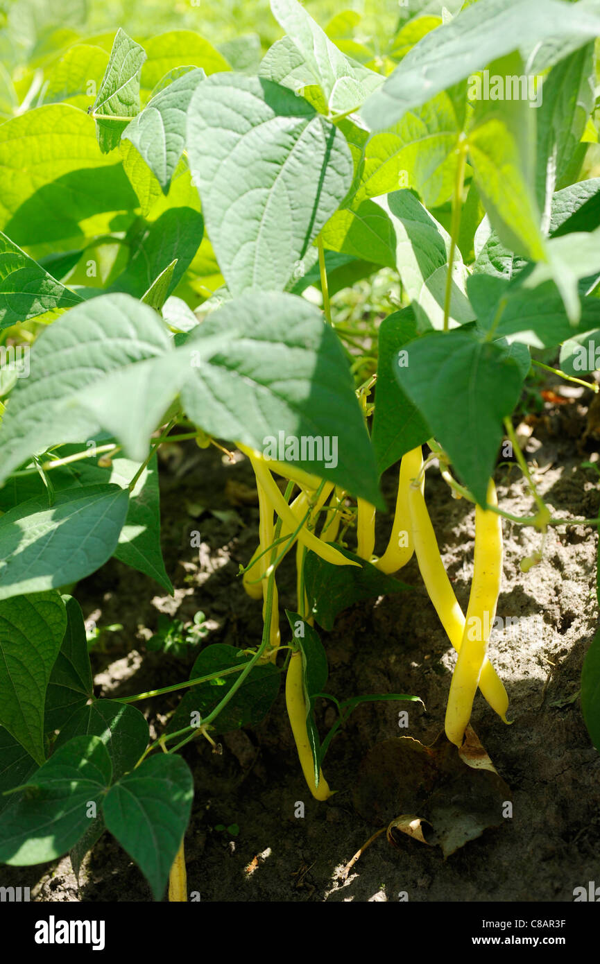 Butter beans growing in the vegetable garden Stock Photo Alamy