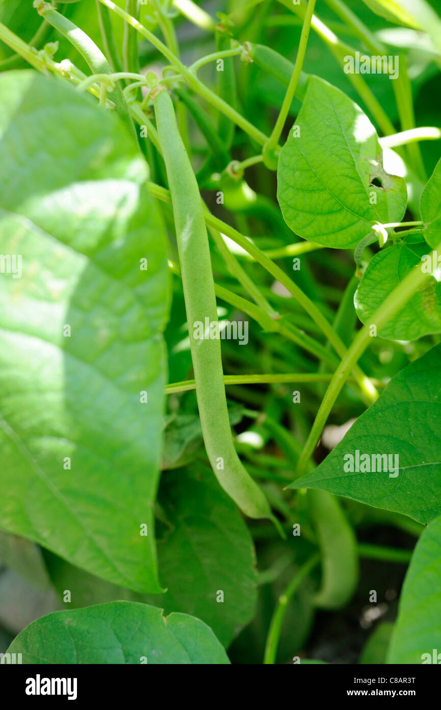 Green beans growing in the vegetable garden Stock Photo - Alamy