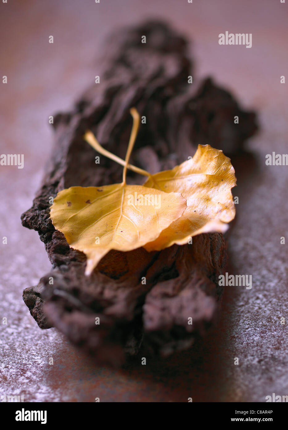 Yellow Leaves On A Piece Of Bark Stock Photo Alamy Yellow leaves on a piece of bark stock photo alamy