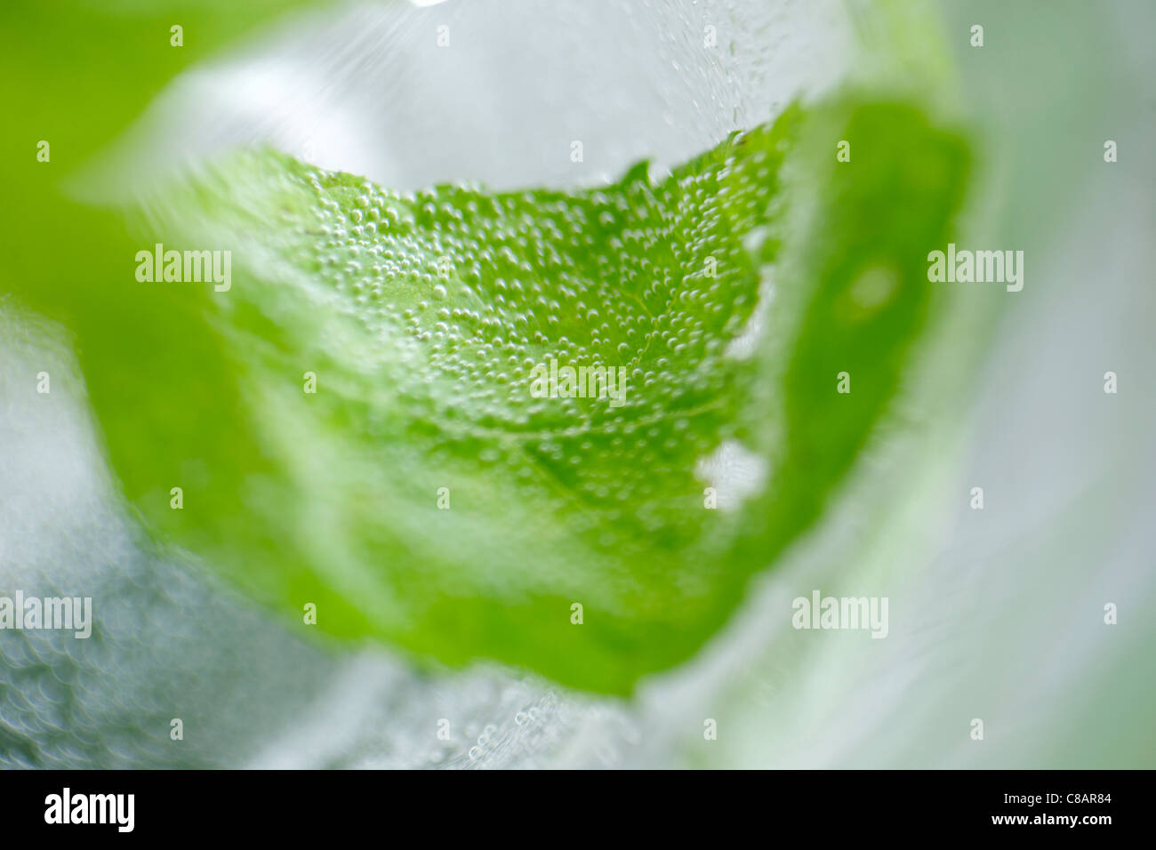 Fresh mint leaf in a glass of water Stock Photo
