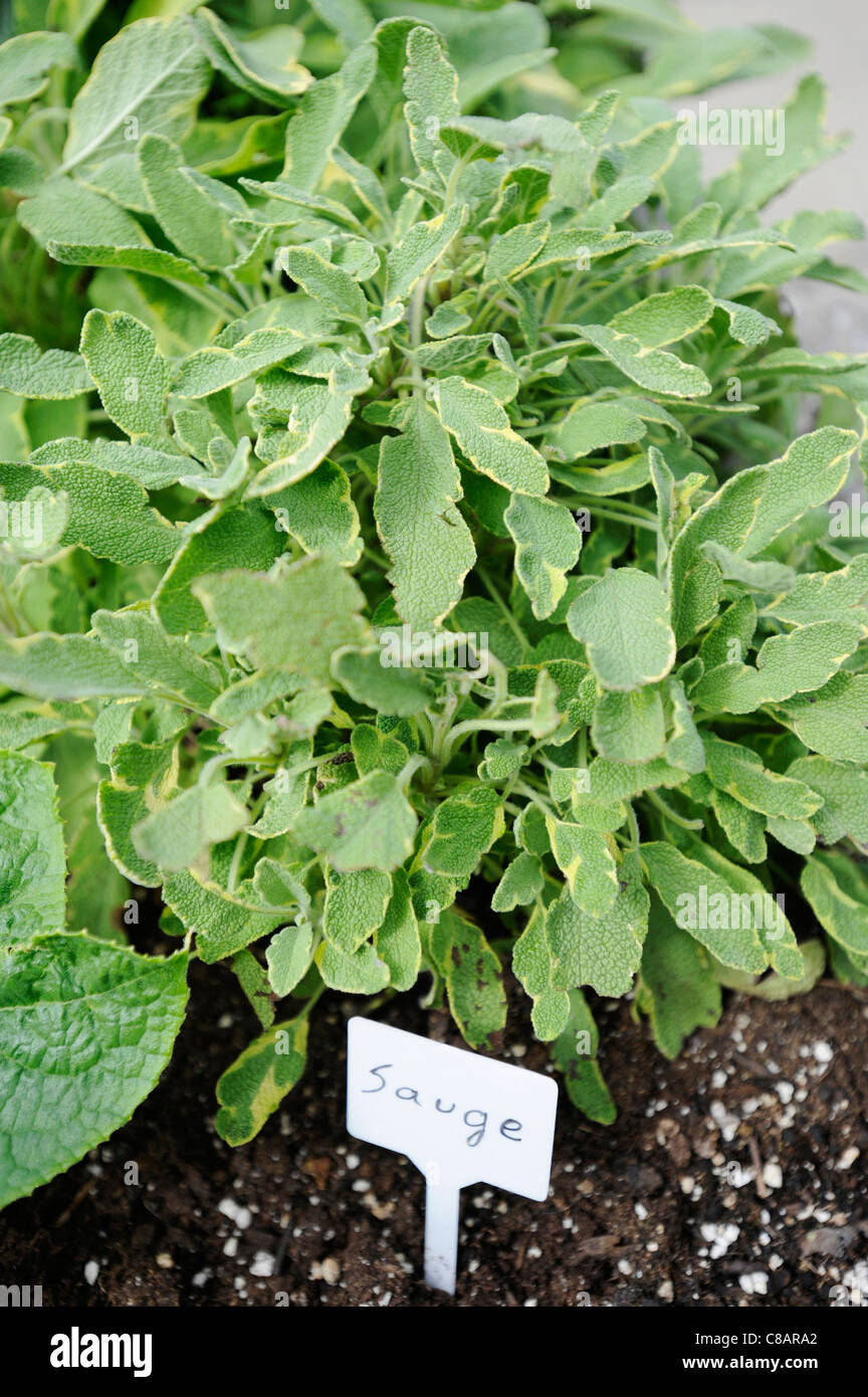 Sage growing in the vegetable garden Stock Photo Alamy