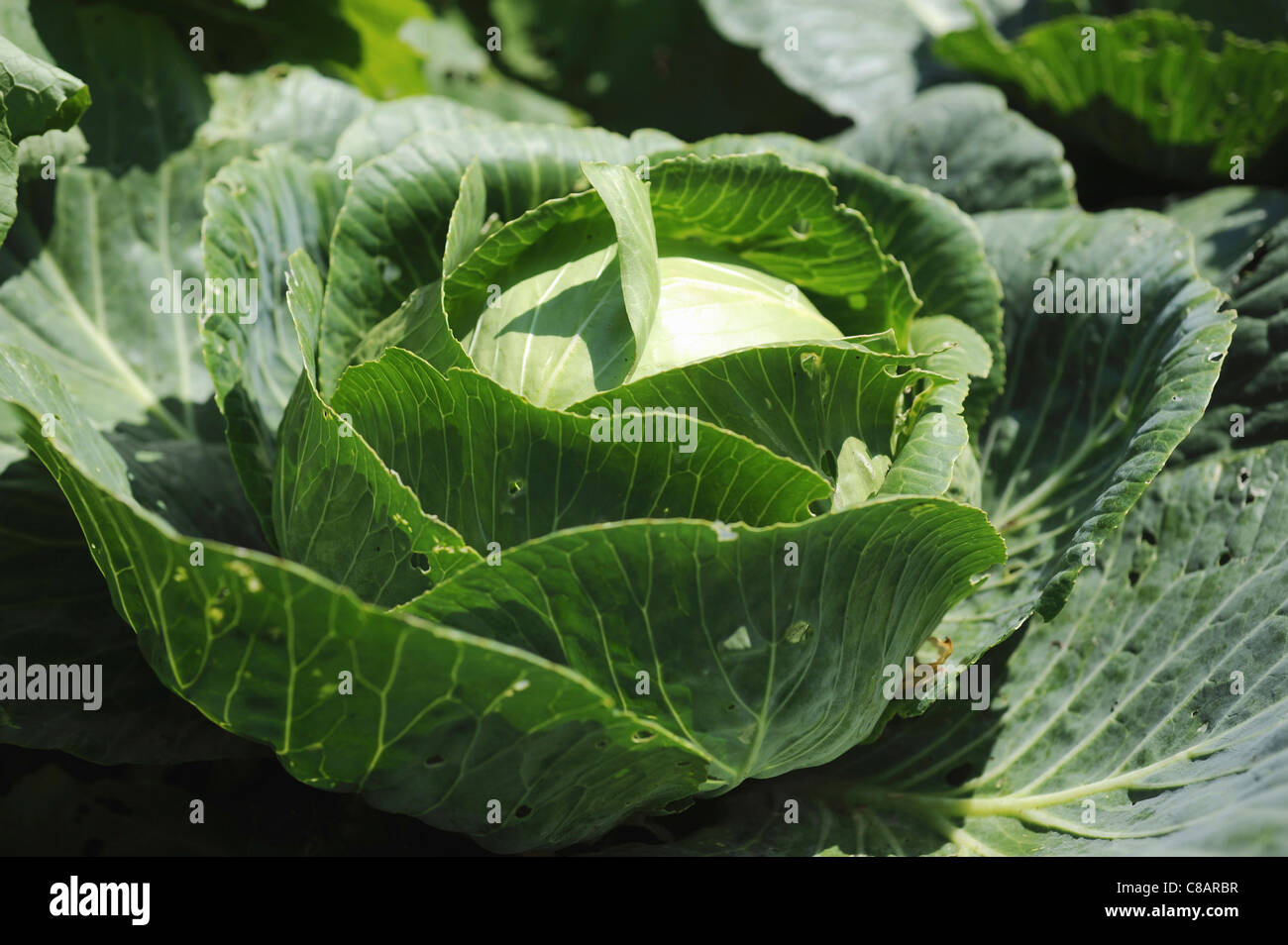 Green cabbage Stock Photo Alamy
