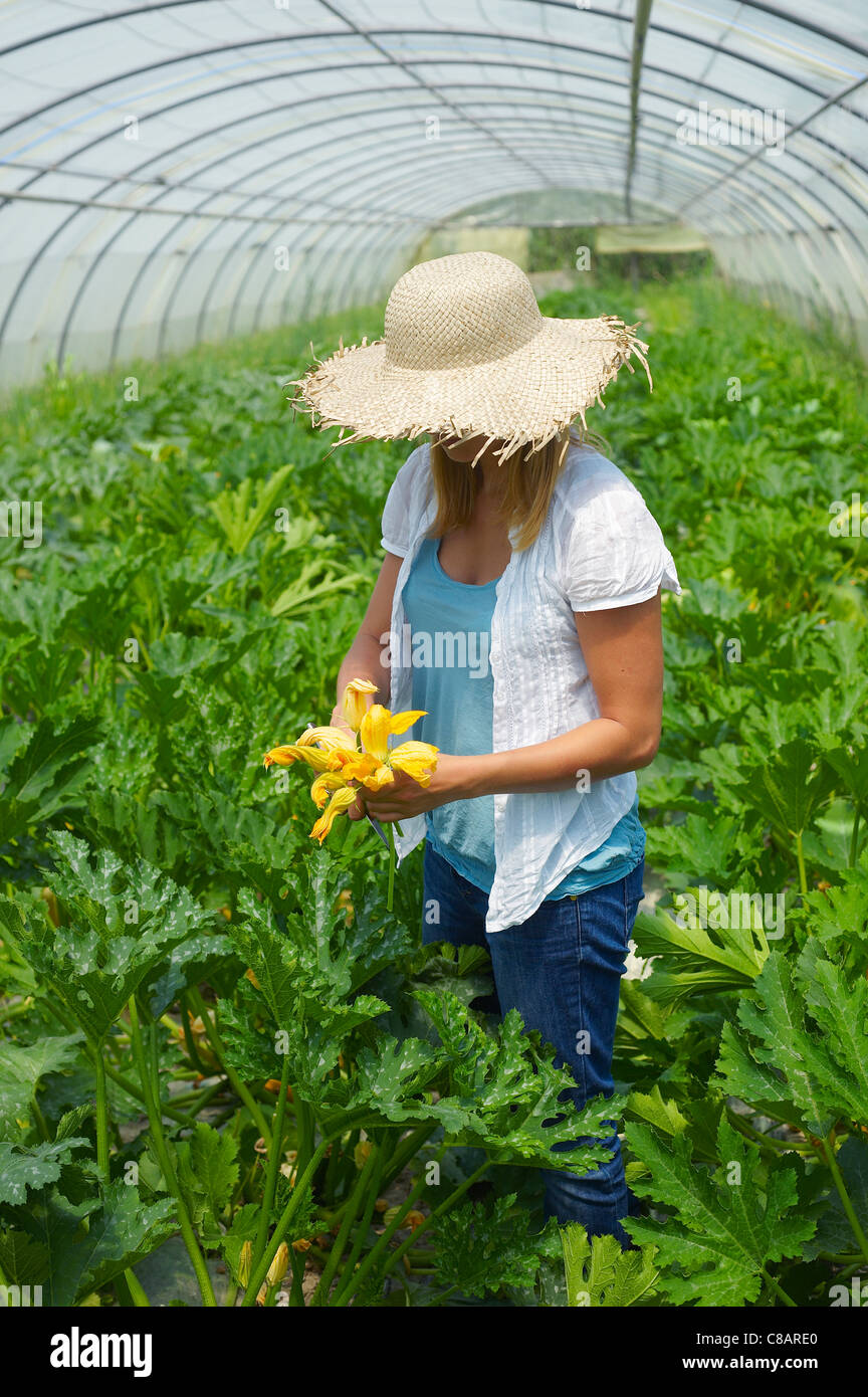 Woman picking zucchini flowers growing in a greenhouse Stock Photo Alamy