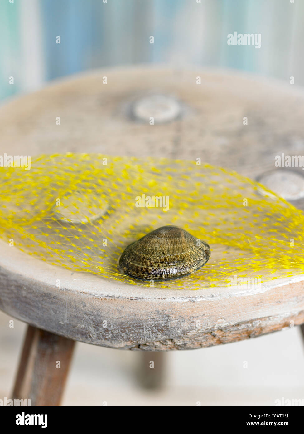 Tunisian littleneck clam Stock Photo