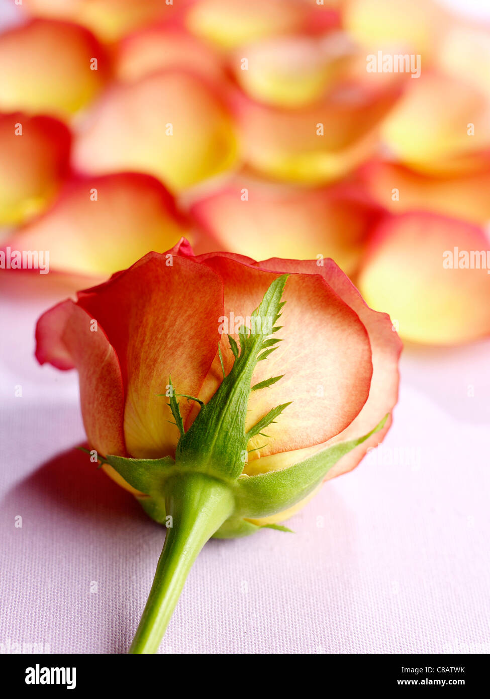 Rose rug hi-res stock photography and images - Alamy