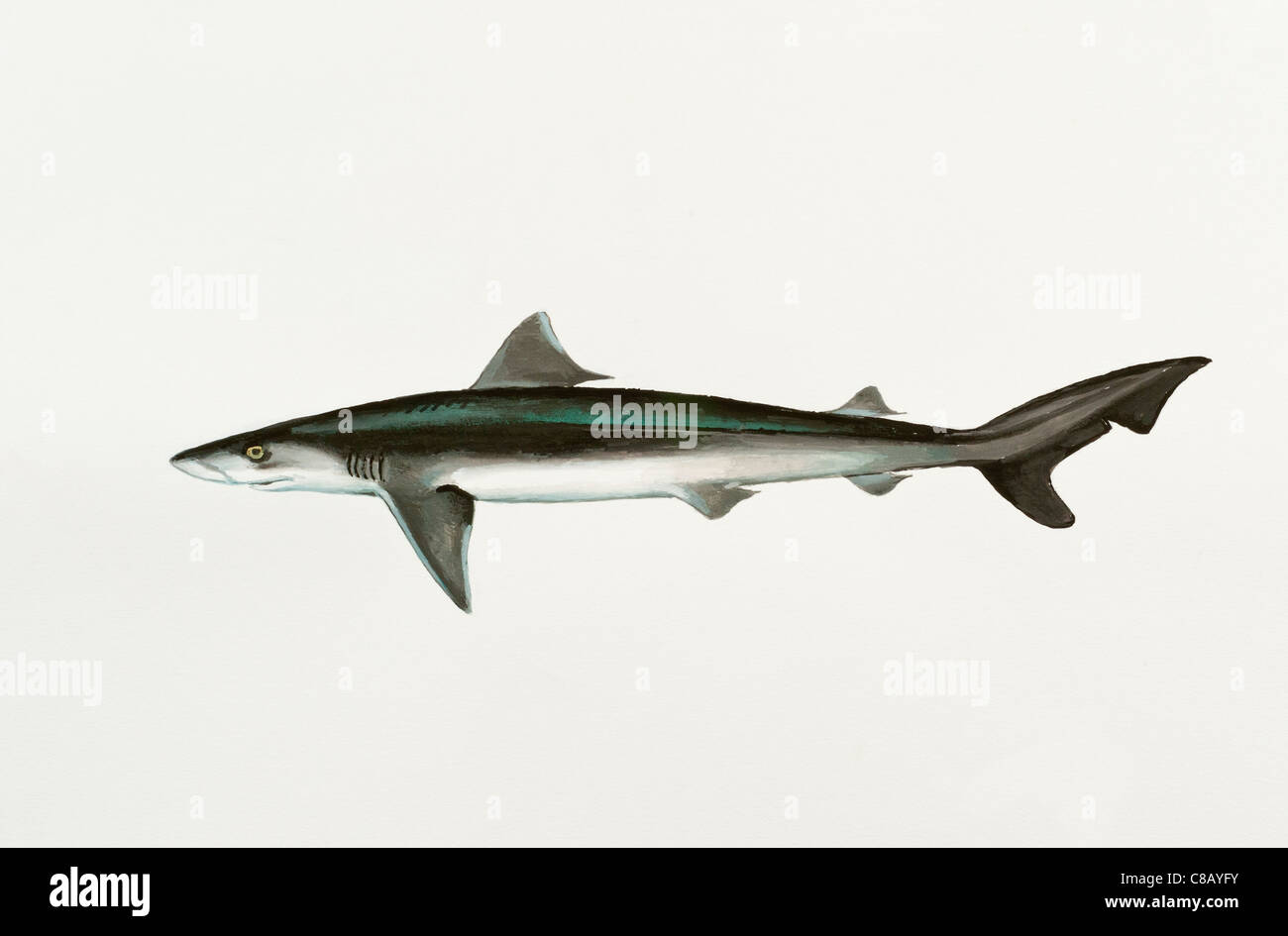 School Shark, Tope Shark, Soupfin Shark or Snapper Shark, Galeorhinus galeus,  Triakidae Stock Photo
