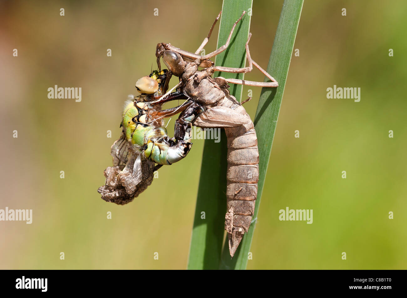 Anax imperator, Dead emperor, stuck to the Exuvia, Sintra-Portugal Stock Photo