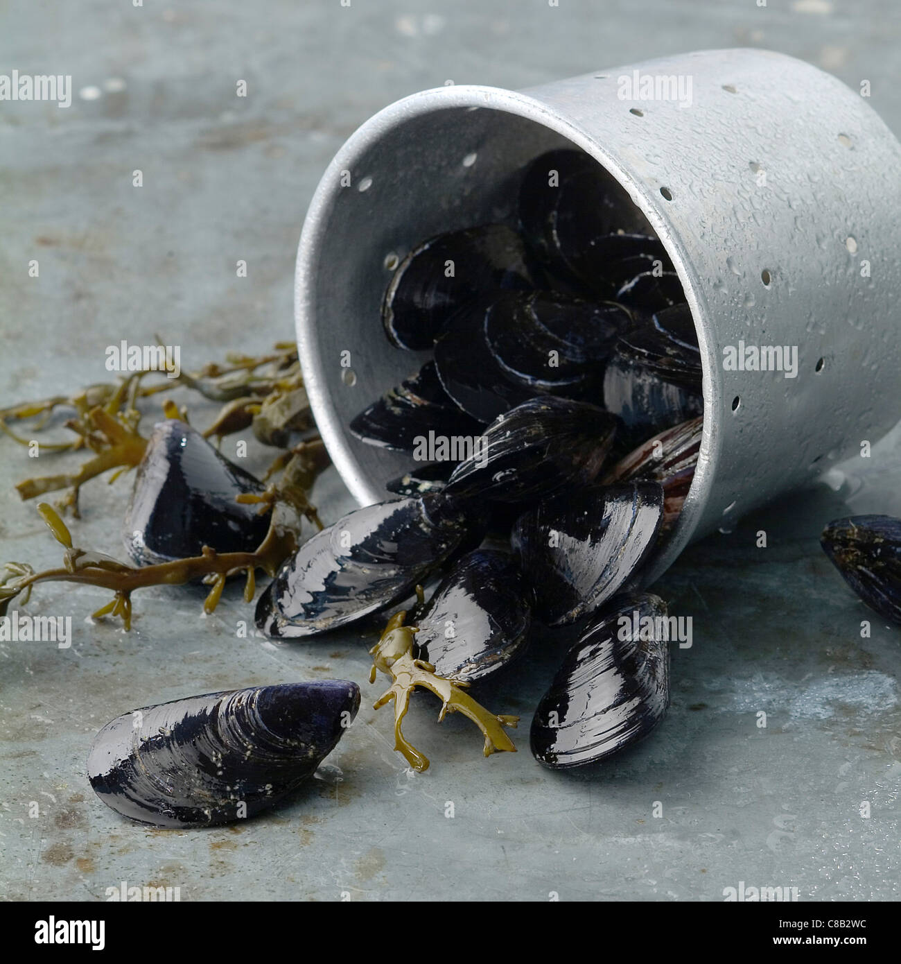 Mussels and bucket Stock Photo