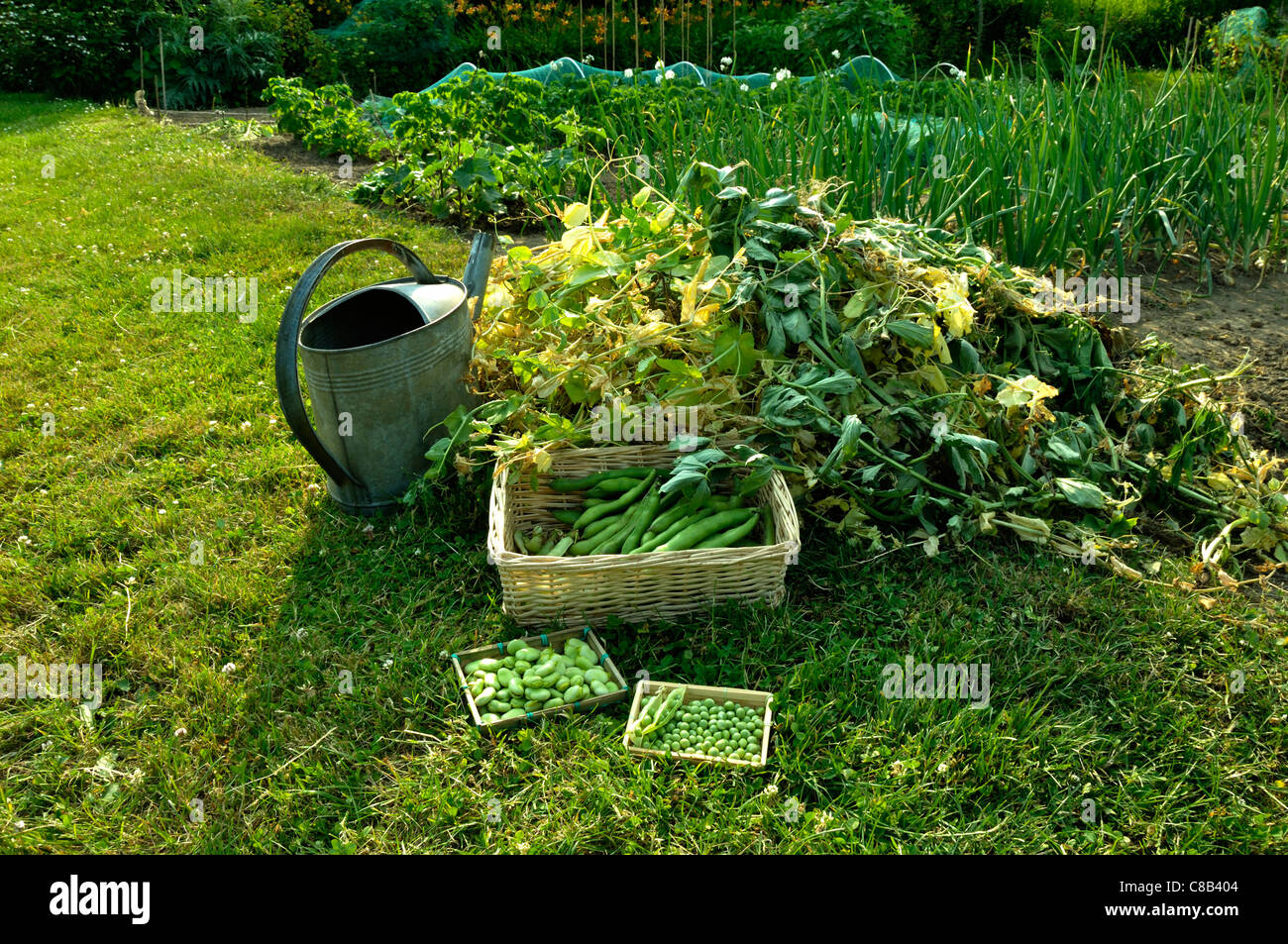 Harvest of fresh fava beans and fresh peas, vegetable garden. Stock Photo