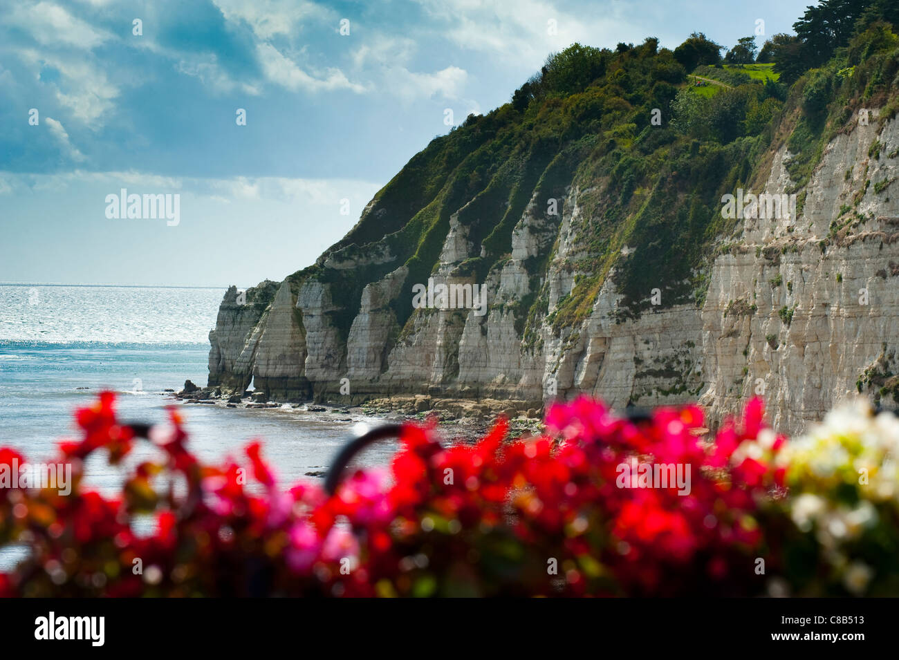 White cliffs on Jurassic Coast at Beer Devon England Stock Photo