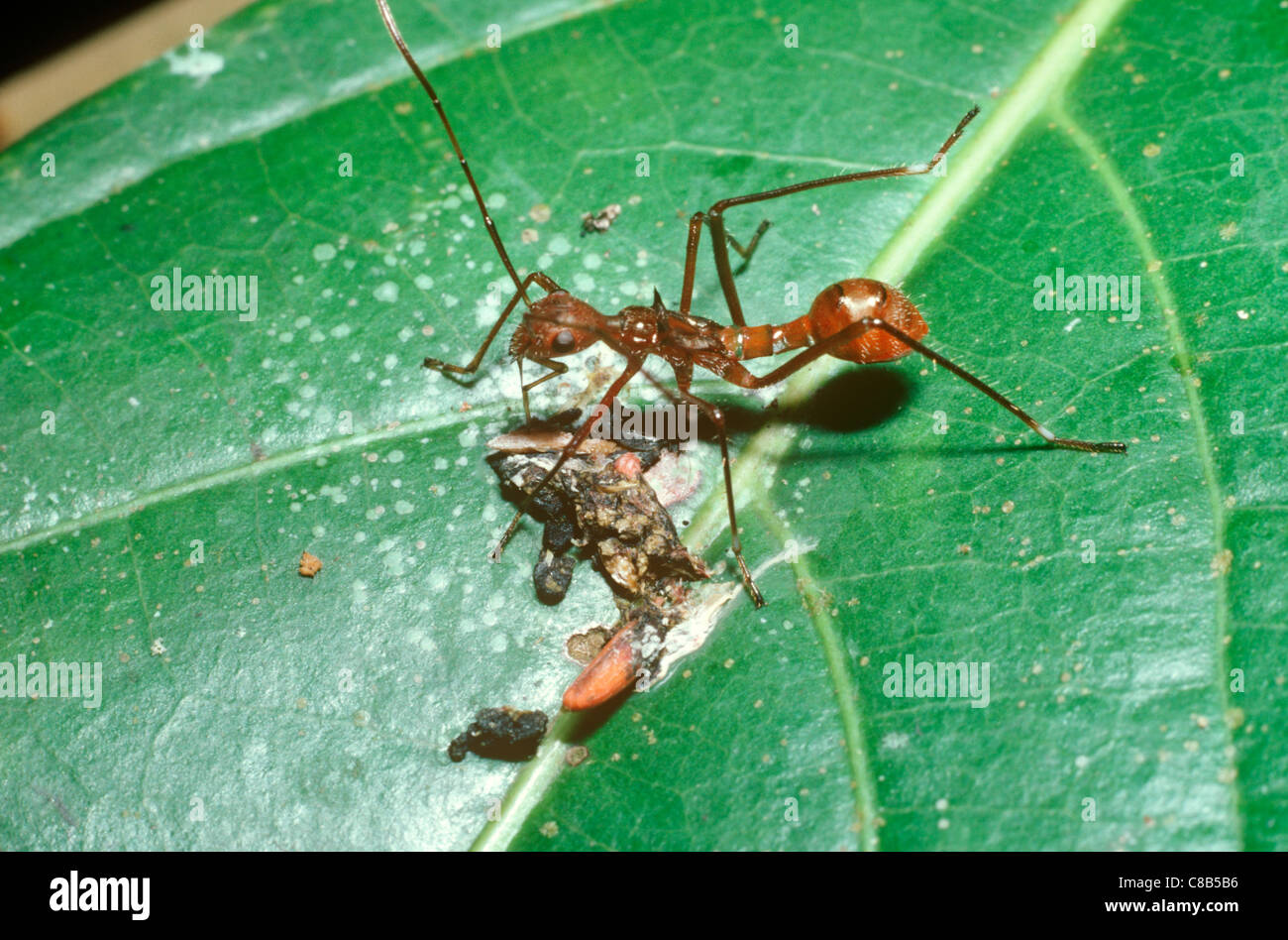 Broad-headed bug (Hyalymenus sp.: Alydidae) nymph, mimicking an ant, feeding from a bird-dropping, in rainforest Peru Stock Photo