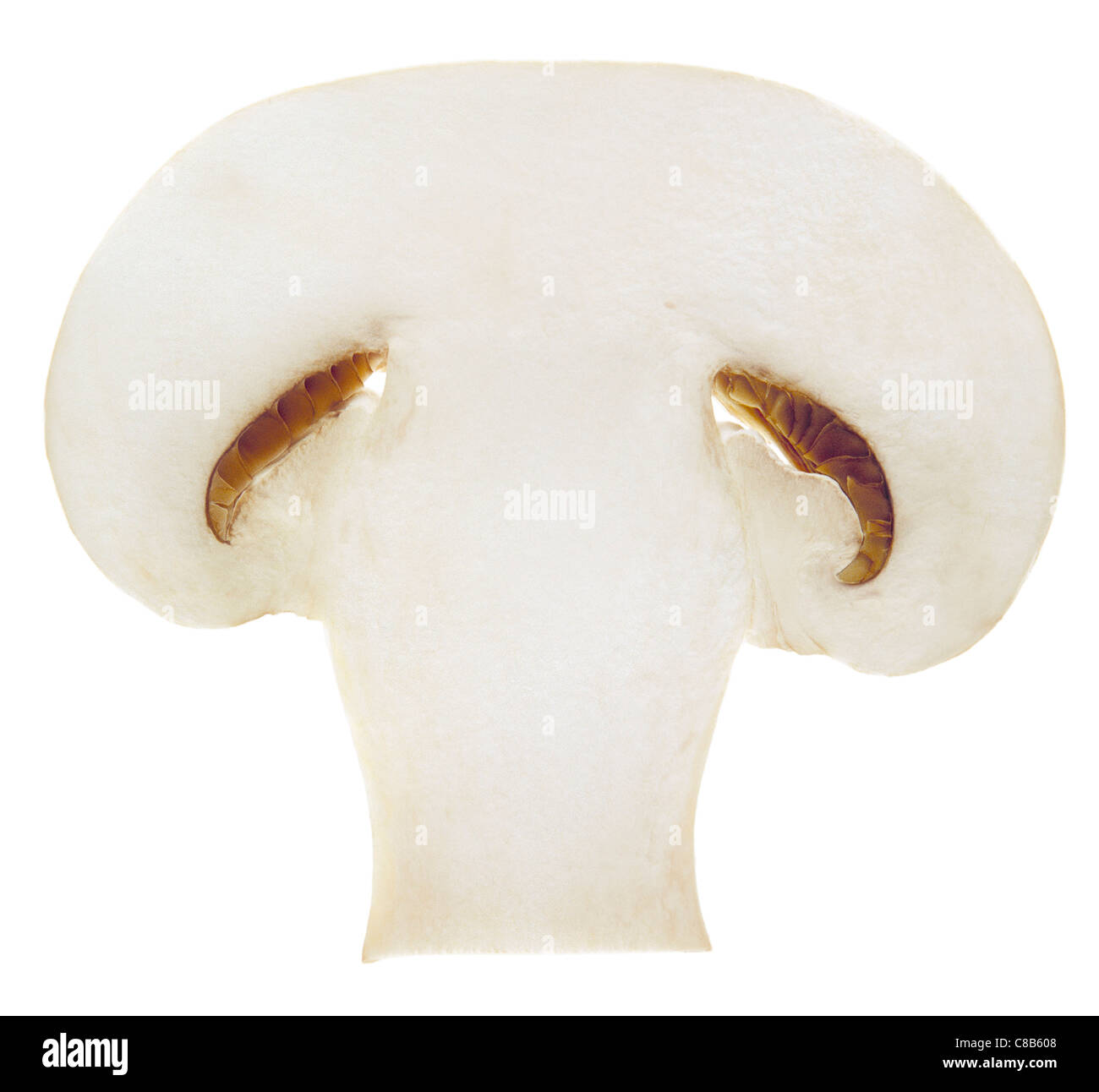 Mushroom slice Stock Photo