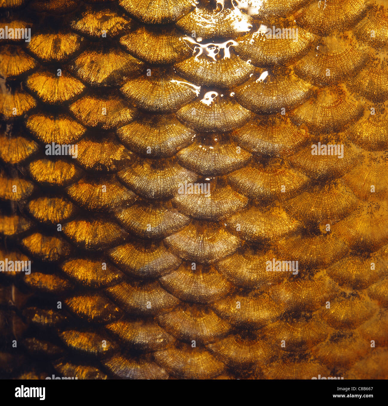 Close up of carp scales Stock Photo Alamy