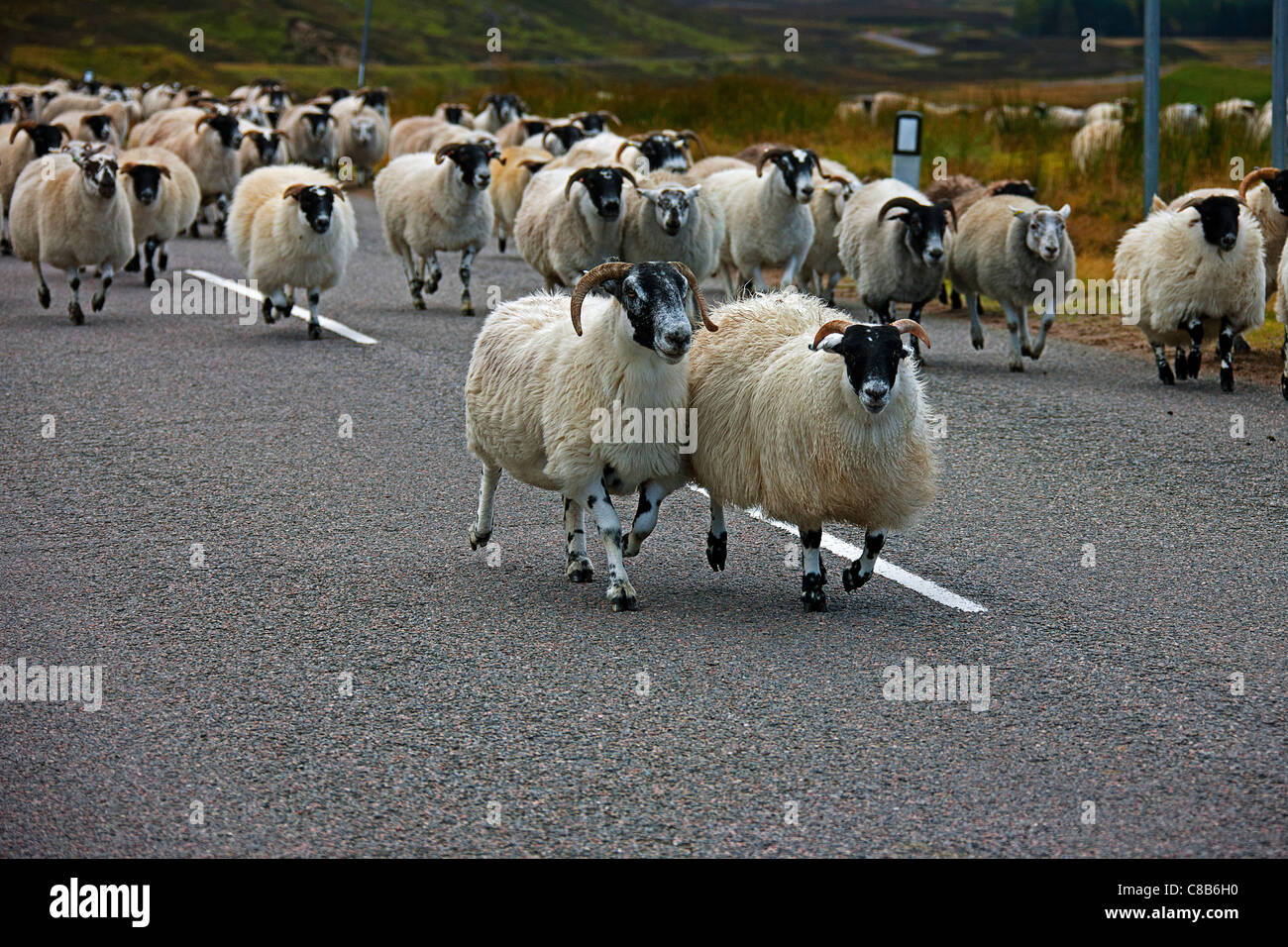 Sheep going to new grazing land. Scottish highlands Stock Photo Alamy