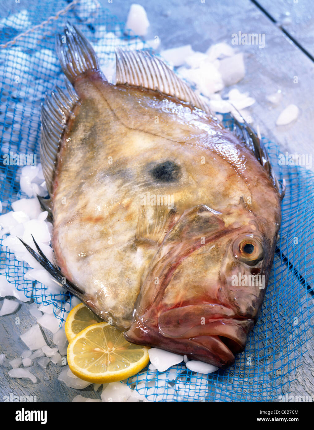 John Dory fish Stock Photo Alamy