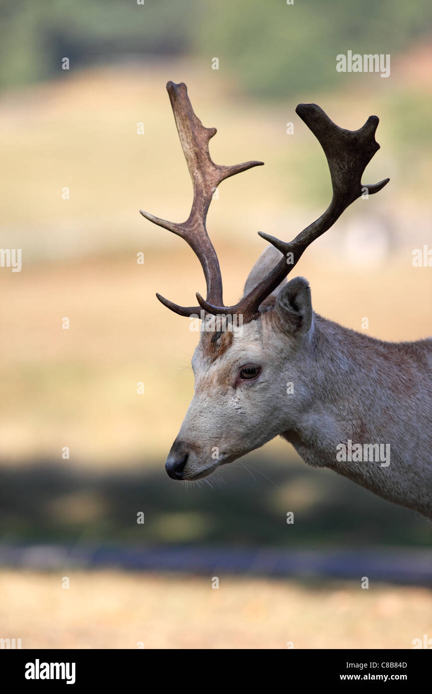 Portrait of a Young Fallow Deer Stag Dama dama UK Stock Photo