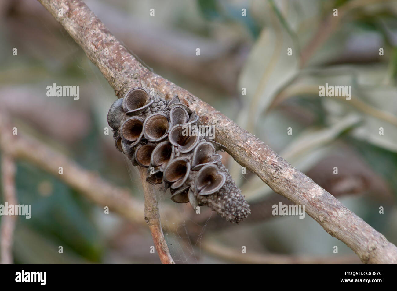 Banksia integrifolia cone on branch Stock Photo