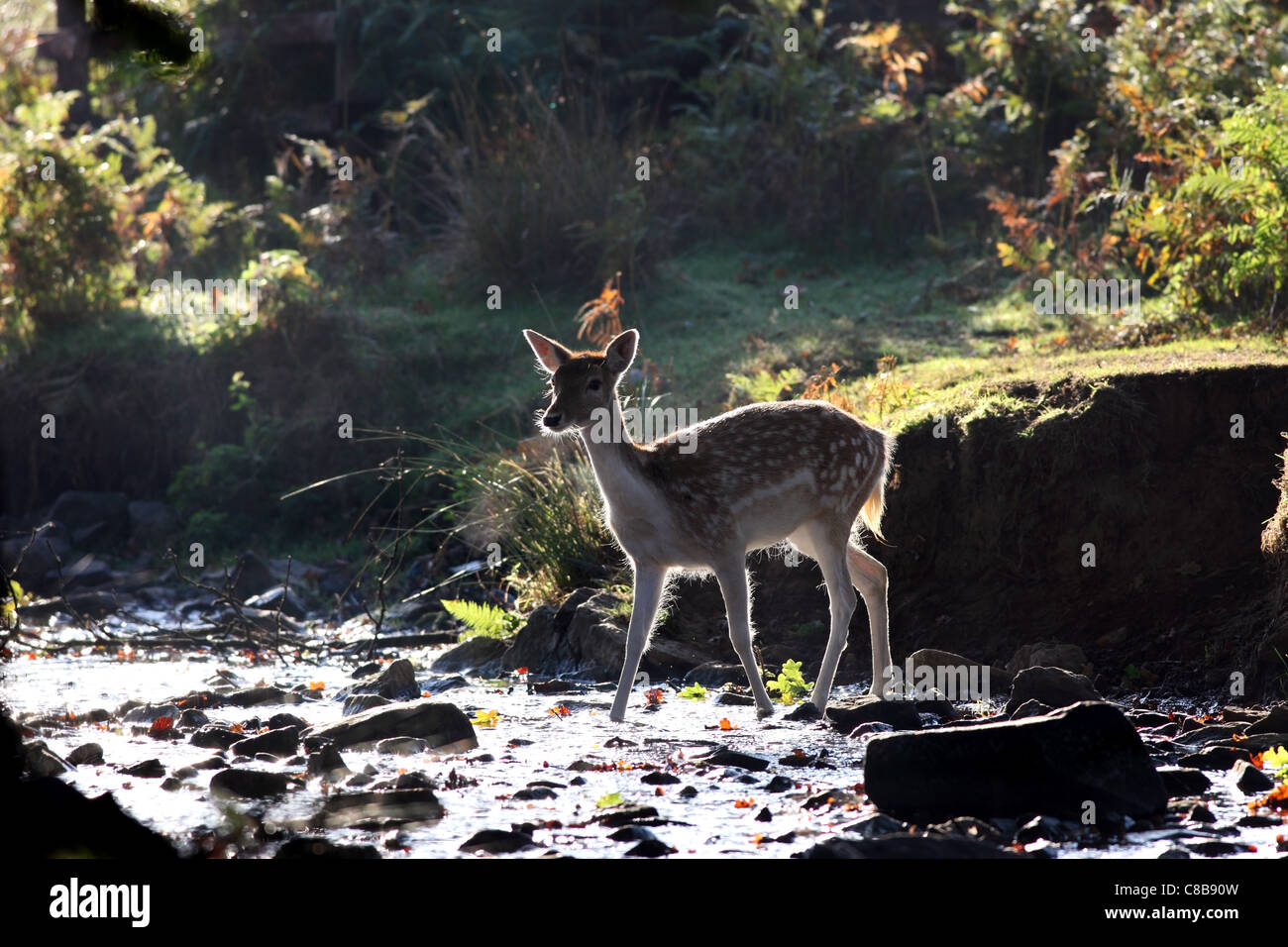 Female Fallow Deer Dama Dama Crossing a Stream in Autumn Woodland UK Stock Photo