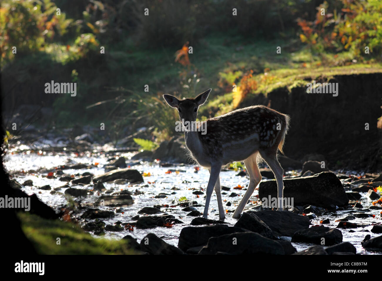 Female Fallow Deer Dama dama Looking at Camera After Drinking from Woodland Stream UK Stock Photo