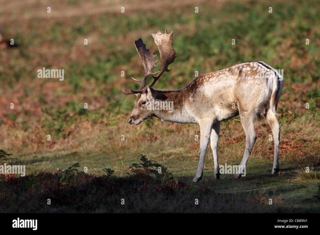Male Fallow Deer Dama Dama in Autumn During the Rut UK Stock Photo