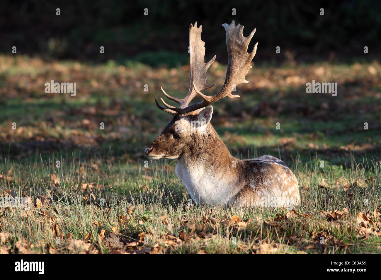 Fallow Deer Stag Dama dama Sleeping in Autumn Sunshine UK Stock Photo