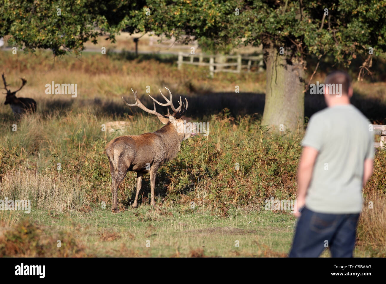 Man Watching a Red Deer Stag Cervus elaphus Roaring During the Rut UK Stock Photo