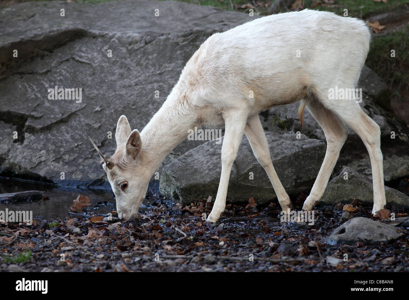 Young Male Fallow Deer Dama Dama Drinking From Stream UK Stock Photo