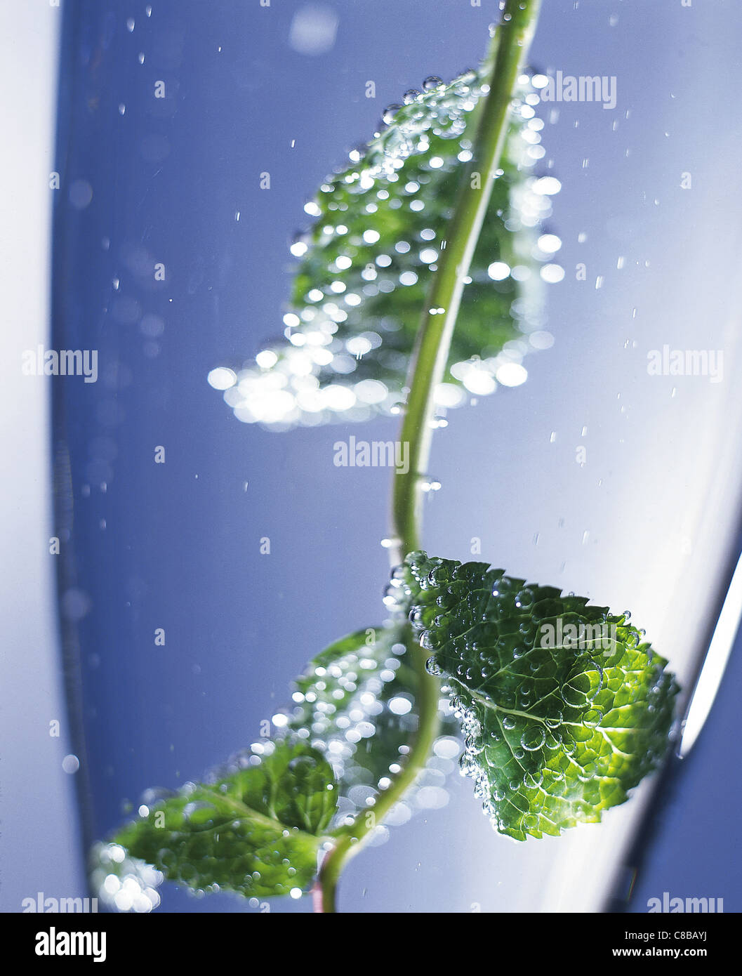 Mint leaves in water Stock Photo Alamy
