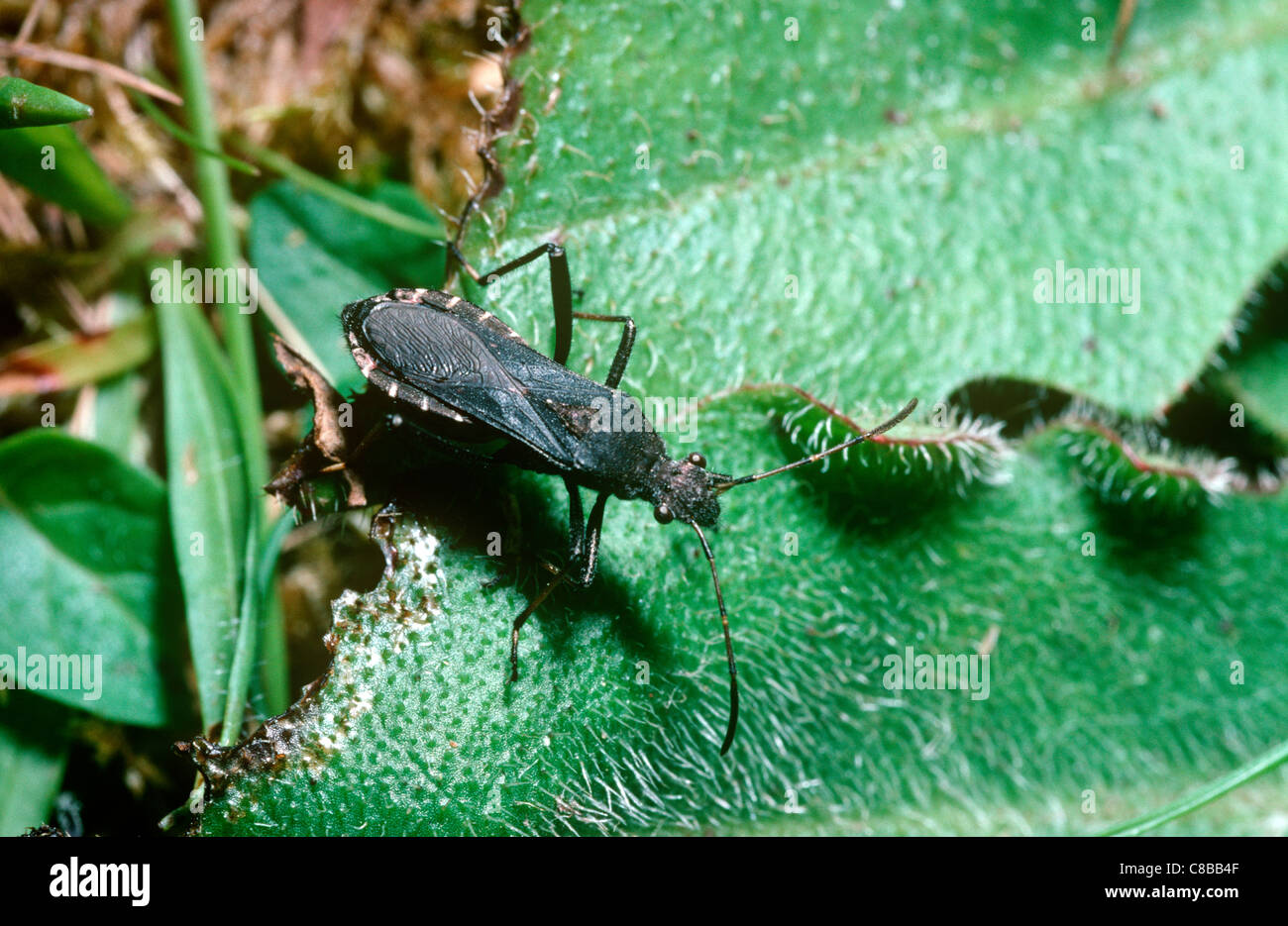 Heath bug, a broad-headed bug (Alydus calcaratus: Alydidae) on heathland, UK Stock Photo