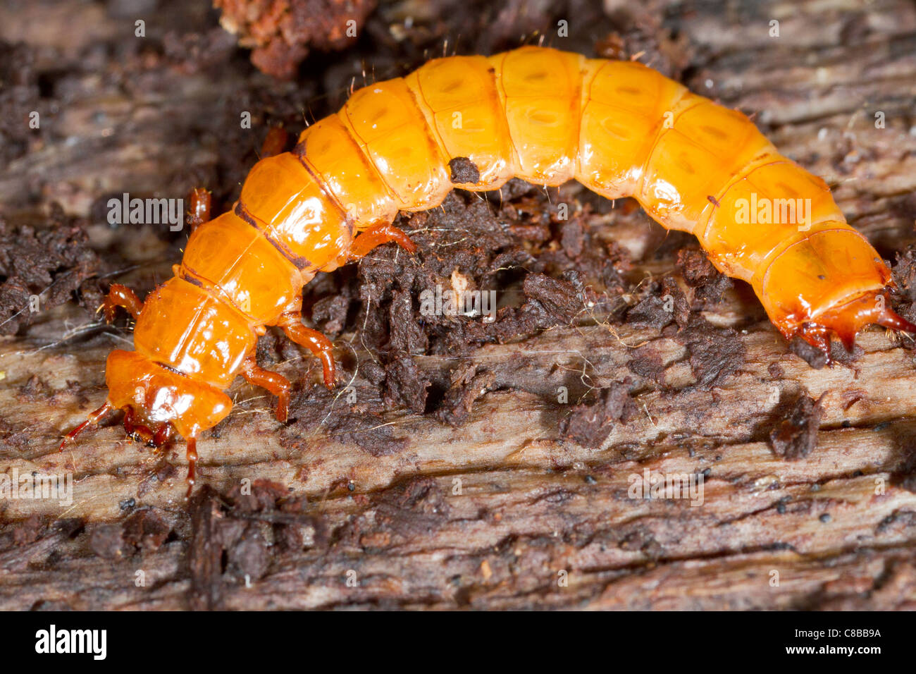 larva of Cucujus cinnaberinus in nature Stock Photo