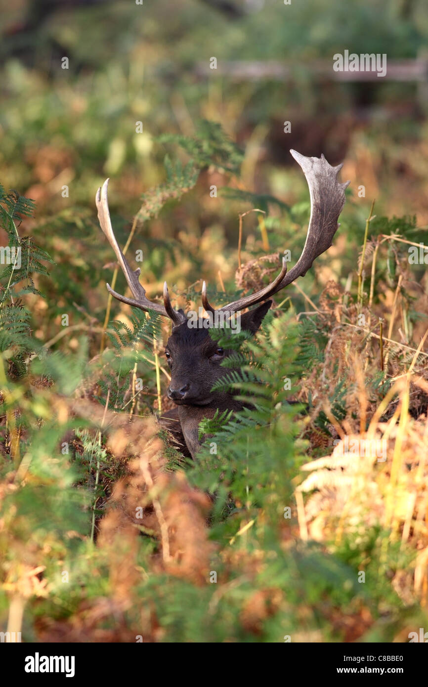 Fallow Deer Stag Dama Dama Surrounded by Bracken in Autumn UK Stock Photo