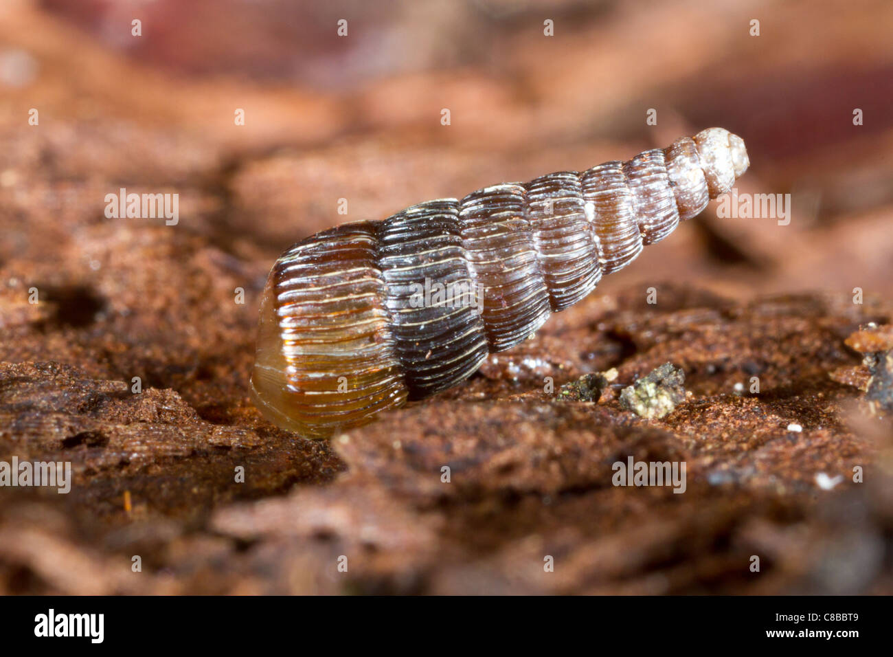 juvenil of Clausilia dubia - Door snail in natural habitat Stock Photo