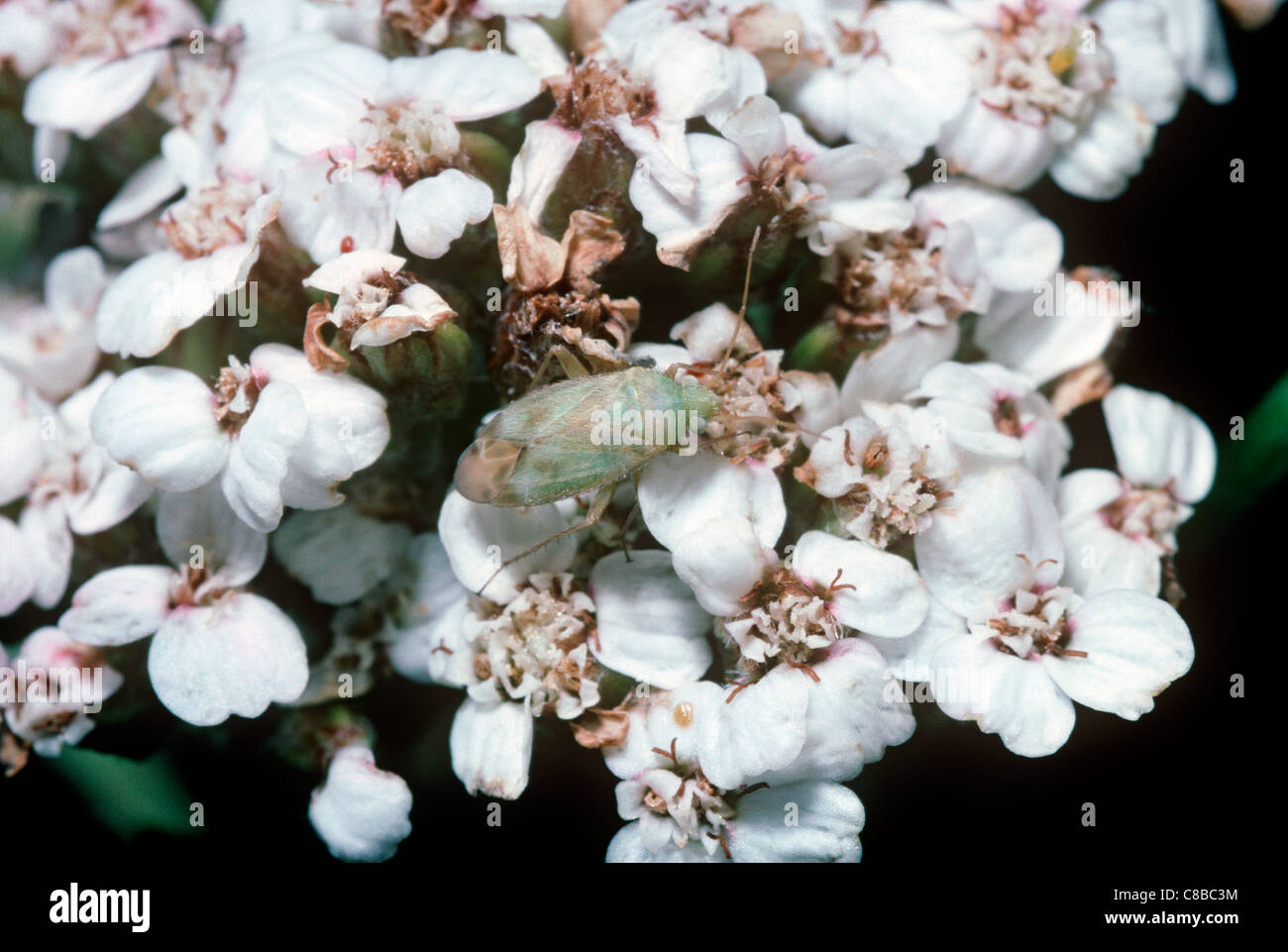 Trefoil Plant bug  (Plagiognathus chrysanthemi: Miridae) on its yarrow (Achillea millefolium) food plant, UK Stock Photo